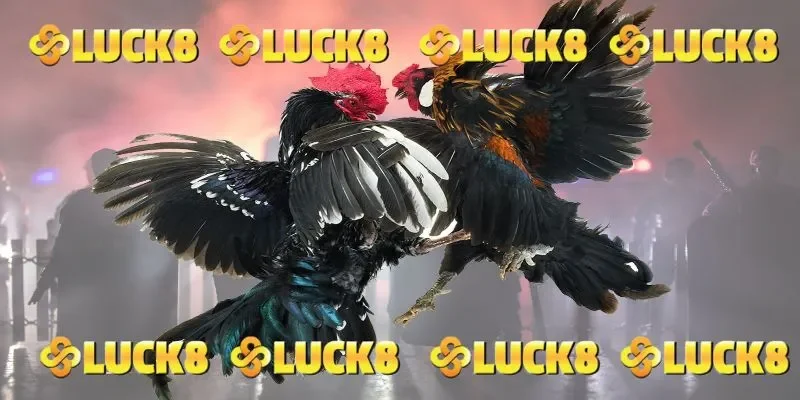 Đá gà LUCK8 mang đến tỷ lệ trả thưởng hấp dẫn